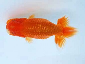 徳島愛錦会　西取締　吉成志朗　徳島