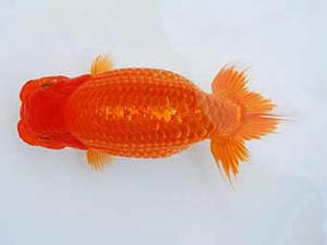 徳島愛錦会　東大関　佐藤茂夫　徳島