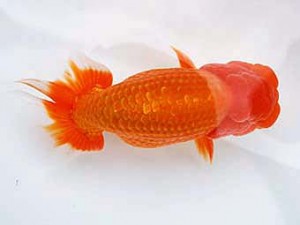 徳島愛錦会　西大関　島崎大輔　徳島