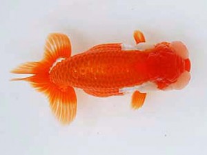 徳島愛錦会　立行司　小倉　弘　徳島