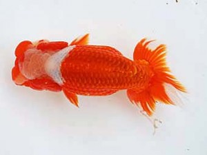 徳島愛錦会　東取締　藤野　武　香川