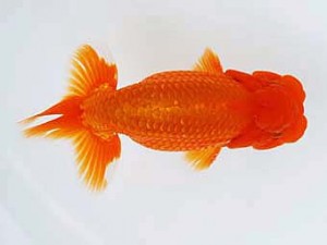 徳島愛錦会　西取締　吉成志朗　徳島