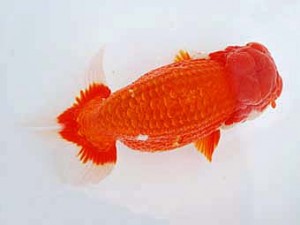 徳島愛錦会　東大関　細川隆憲　香川