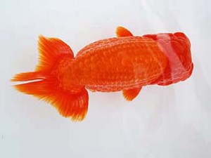 徳島愛錦会　西大関　柏野正彦　岡山