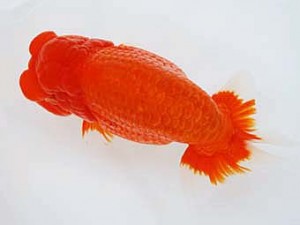 徳島愛錦会　立行司　田中　勉　香川