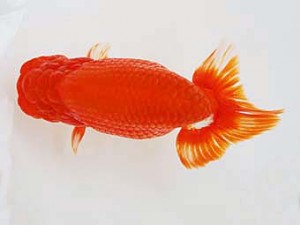 徳島愛錦会　西取締　藤原博文　徳島