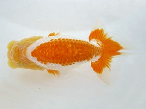 研究会　西大関　白川義則　蒲郡