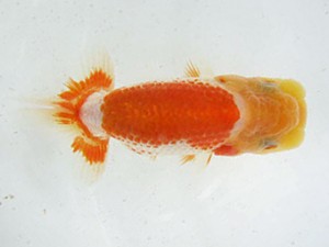 研究会　立行司　平野睦二　浜松