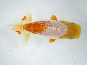 研究会　東取締　鈴木和男　浜松