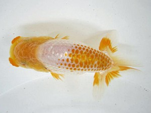 研究会　西取締　白川義則　蒲郡