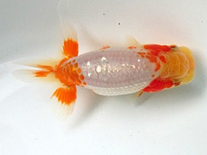 研究会　２席　山田重夫　愛西市