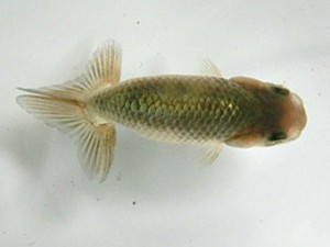 研究会　４席　伊藤勝敏　津島市