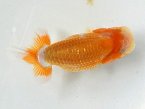 研究会　５席　白石幸夫　愛西市