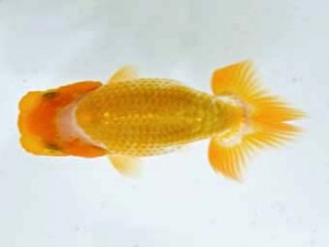 山梨錦城会　研究会　1位　平野良則