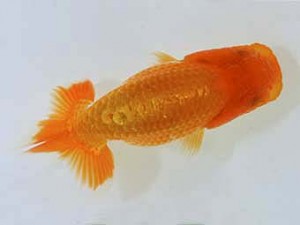 山梨錦城会　研究会　3位　浅川武信