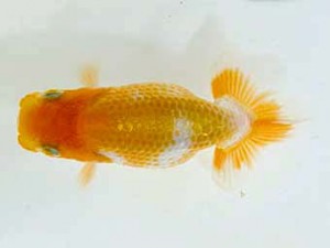 山梨錦城会　研究会　4位　志村雄二