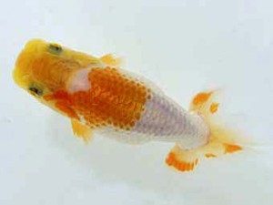 山梨錦城会　研究会　5位　木暮　實