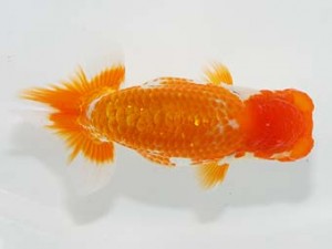 横浜観魚会　研究会　1位　安藤　寛