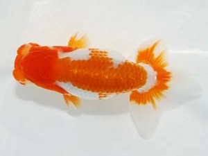 横浜観魚会　研究会　2位　安藤　寛