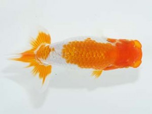 横浜観魚会　研究会　3位　齋藤一成