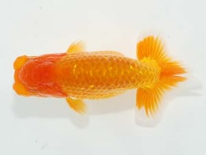 横浜観魚会　研究会　4位　齋藤一成