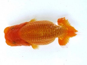 愛魚会　研究会　一位　林　和明