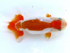 愛魚会　研究会　二位　大久保義彰