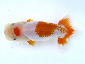 愛魚会　研究会　三位　目黒康弘