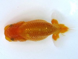 愛魚会　研究会　四位　柴山義秋