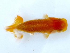 愛魚会　研究会　五位　三宅雅也