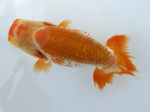 研究会　東大関　一位　櫻井　彰