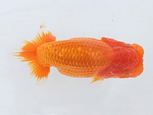 研究会　一位　櫻井　彰