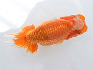 研究会　二位　栃谷義寛
