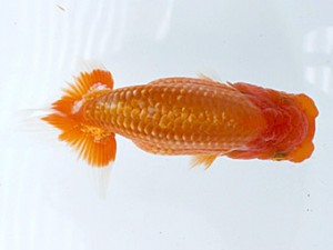 研究会　三位　村上暢彦