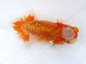 研究会　四位　佐藤徳正