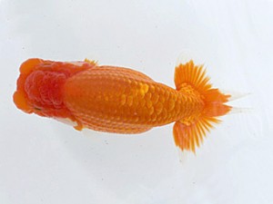 研究会　五位　櫻井　彰