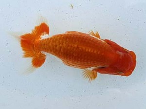 研究会　三位　佐藤徳正