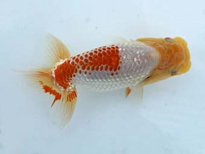 研究会　四位　真鍋弘義