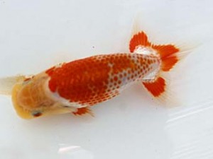 研究会　五位　栃谷義寛