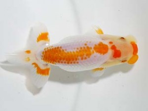 研究会　1位　泉澤豊一