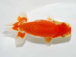 研究会　2位　鈴木　薫