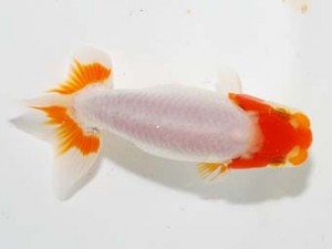 研究会　3位　野島隆一