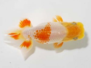 研究会　4位　野上　清