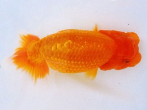 研究会　1位　海老忠雄