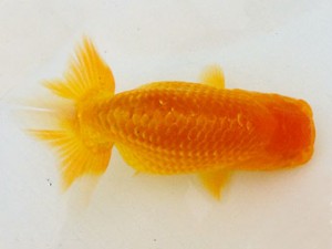 研究会　2位　市川武雄