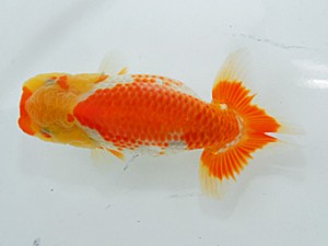 倉敷栄蘭会 東勧進元　原田和彦　倉敷