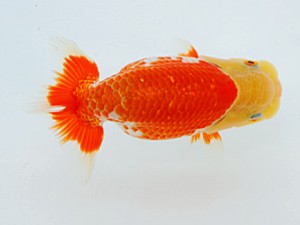 倉敷栄蘭会 西勧進元　小山敏信　尾道