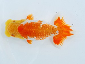 倉敷栄蘭会 行司一　田中広人　倉敷