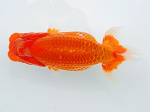 倉敷栄蘭会 行司三　末永靖起　鴨方