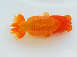 倉敷栄蘭会 東脇行司　田中 勉　高松